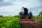 A farmer on a tractor removes the tops after harvesting. Development of agricultural economy. Farming, agriculture. Loosening