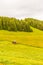 A farmer tractor on the slopes of Seiser Alm with Sassolungo Langkofel Dolomite, Alpe Di Siusi in Italy