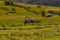 A farmer tractor on the slopes of Seiser Alm with Sassolungo Langkofel Dolomite, Alpe Di Siusi in Italy