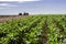 Farmer in tractor sowing crops at field with seed scattering agricultural machine