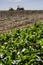 Farmer in tractor sowing crops at field with seed scattering agricultural machine