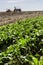 Farmer in tractor sowing crops at field with seed scattering agricultural machine