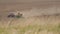 A farmer on a tractor sows plowed field with seeds