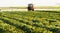 Farmer on a tractor with a sprayer makes fertilizer for young vegetable