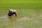 Farmer transplant rice seedlings