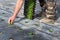 Farmer transplanting corn salad seedlings