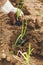 Farmer transplanting onion seedlings in a garden patch