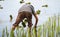 Farmer transplanting rice seedlings in paddy field