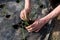 Farmer transplanting young leek seedlings