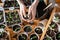 Farmer transplants tomato and pepper seedlings into peat cups