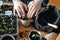 Farmer transplants tomato and pepper seedlings into peat cups