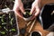 Farmer transplants tomato and pepper seedlings into peat cups