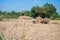 Farmer transport rice straw by tractor after harvest