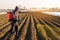 The farmer treats the field from weeds and grass for growing potatoes. Use chemicals in agriculture. Harvest processing.