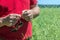 The farmer tries the rapeseed pod with his hands and counts how many beans there are, checks for the presence of harmful insects a