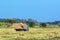 Farmer and truck in the fields.