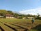 Farmer try to growth their onion plant