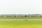 Farmer in typical Dutch landscape