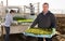 Farmer unloading lettuces seedlings