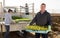 Farmer unloading lettuces seedlings