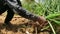 A farmer uprooting to onion crop, onion harvesting