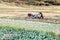 Farmer use agriculture machine mini tractor preparing land