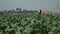 Farmer use pesticides or fertilizers spraying to cabbage plantation for protect a bugs. Vegetables, organic farming