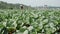 Farmer use pesticides or fertilizers spraying to cabbage plantation for protect a bugs. Vegetables, organic farming