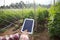 Farmer using digital tablet computer in cultivated cucumber crops field, modern technology application in agricultural growing