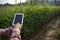 Farmer using digital tablet computer in cultivated cucumber crops field, modern technology application in agricultural growing