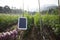 Farmer using digital tablet computer in cultivated cucumber crops field, modern technology application in agricultural growing