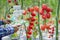 Farmer using digital tablet control robot to harvesting tomatoes in agriculture industry, Agriculture technology smart farm