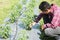 Farmer using drip irrigation