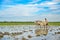 Farmer Using the Mobile Phone need for Information