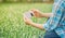 Farmer using the mobile phone technology to inspecting garlic in agricultural garden.