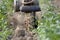 Farmer using a motocultivator to dig the soil ground to grow sweet potato tree plants in an agricultural field