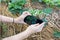 Farmer using smartphone checking temperature, humidity, soil pH with on digital holographic screen in strawberries plantation