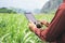 farmer using tablet computer checking data of agriculture sugarcene