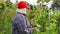 Farmer using tablet to record the growing of grapes and for checking quality of grape vine. Quality control. wine