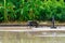 A farmer is using a tractor to plow a rice field filled with water to prepare for next season `s planting with banana trees