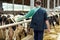 Farmer in veterinary glove with cows on dairy farm