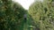 Farmer walking across the apple orchard and controlling his fruit