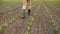 Farmer walking through corn plants rows in cultivated field