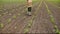 Farmer walking through corn plants rows in cultivated field