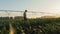Farmer walking through a cornfield at sunset