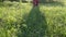 Farmer walking on dewy morning meadow grass