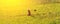 Farmer walking through a golden wheat field