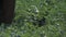 Farmer walking through a planted field