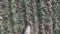 Farmer walking through young wheat field