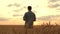 A farmer walks across a field of ripe wheat in rays of the sunset. Agricultural plantation. A businessman examines his